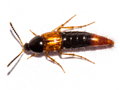 Bolitobius castaneus